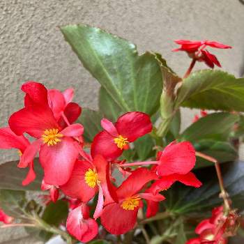 植物himiの画像 by ひみこさん | 玄関と冬越し成功と植物himiとベゴニアの赤い花とベゴニアビックビックビックとベゴニア☆とお花好きと葉っぱ好き