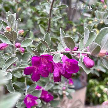 レウコフィラム の投稿画像一覧 Greensnap グリーンスナップ