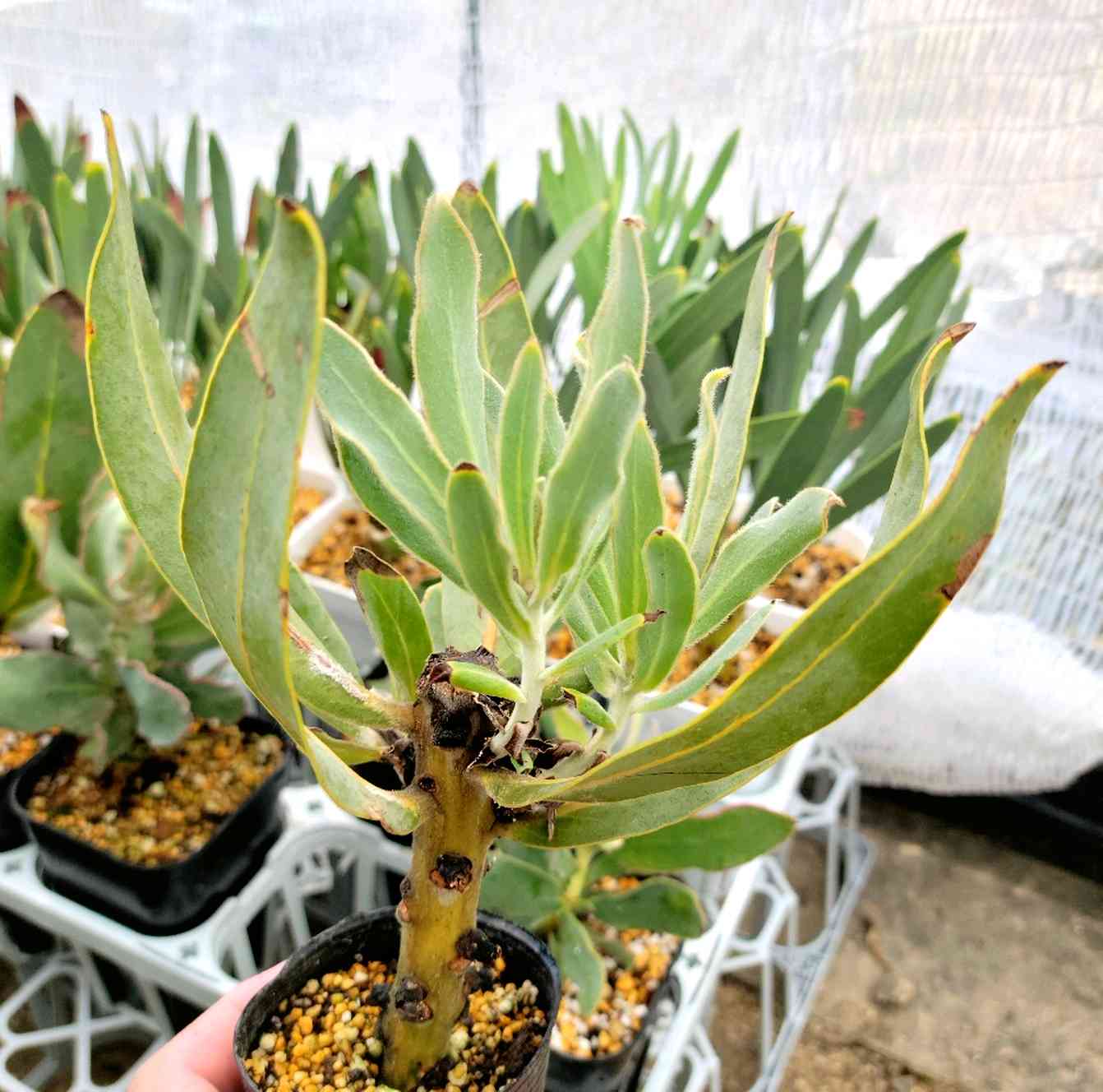 プロテア ニオベの一覧｜🍀GreenSnap（グリーンスナップ）