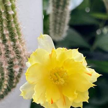 黄花白檀の投稿画像一覧 Greensnap グリーンスナップ