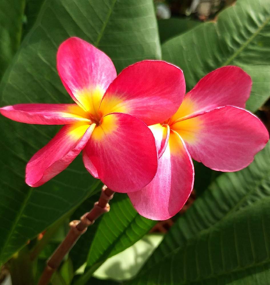 プルメリアの投稿画像 By くーちゃんさん お出かけ先とピンクの花と沖縄とピンク ピンクとピンク大好きとピンクの花と沖縄とピンク ピンクとピンク大好き 22月8月28日 Greensnap グリーンスナップ Greensnap グリーンスナップ