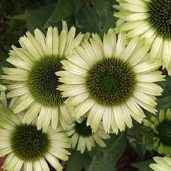 エキナセア グリーンジュエルの投稿画像一覧 Greensnap グリーンスナップ