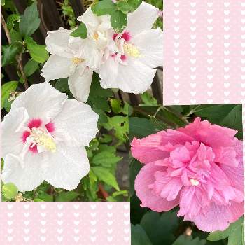 韓国の国花ですの投稿画像一覧 Greensnap グリーンスナップ