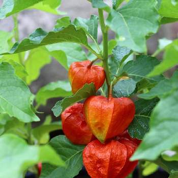 ほおずきの投稿画像一覧 Greensnap グリーンスナップ