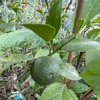 スダチの木の育て方 剪定や収穫の時期は 鉢植えでも栽培できる Greensnap グリーンスナップ