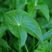 クワイ,都立赤塚公園,都立赤塚公園生物多様性保護エリア,★ 水生植物のんちゃん,お出かけ先の画像