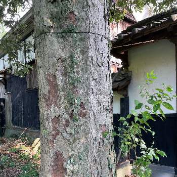 樫の木の投稿画像一覧 Greensnap グリーンスナップ