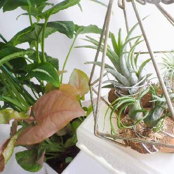 チランジア アエラントス テディベアの投稿画像一覧 Greensnap グリーンスナップ