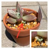 テトラゴナの育て方 日当たりや水やり加減 植え替え方法は Greensnap グリーンスナップ