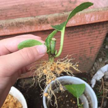 鉢上げの投稿画像一覧 Greensnap グリーンスナップ