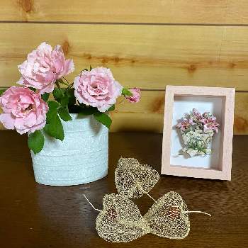 バラ ダフネの投稿画像一覧 Greensnap グリーンスナップ