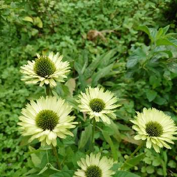 エキナセア グリーンジュエルの投稿画像一覧 Greensnap グリーンスナップ