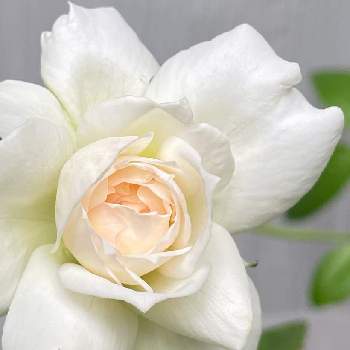 バラ ボレロの投稿画像一覧 Greensnap グリーンスナップ バラ ボレロの投稿画像一覧 Greensnap グリーンスナップ