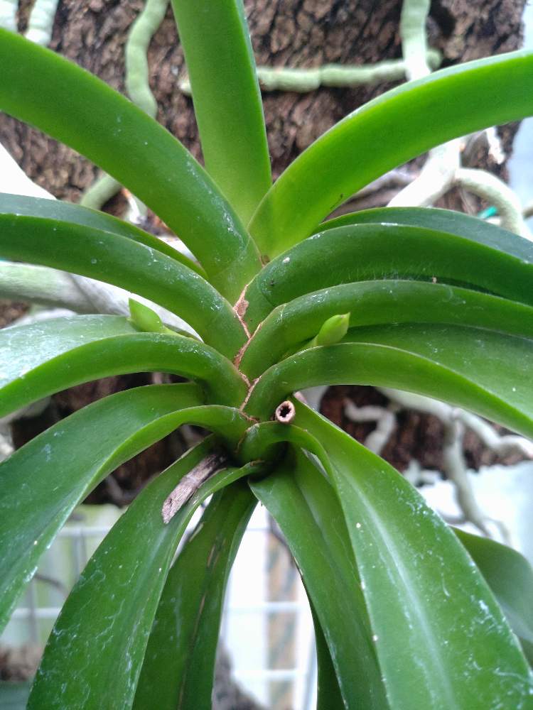 Rhy. coelestisの投稿画像 by Yoshiさん｜リンコスティリス セレスティスと着生植物とリンコスティリス 原種と洋らん 原種と