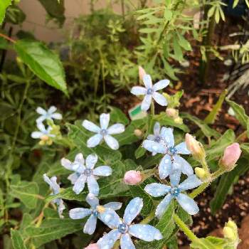 オキシペタラム ブルースターの投稿画像一覧 Greensnap グリーンスナップ