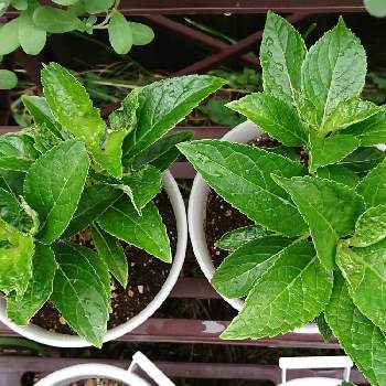 紫陽花 墨田の花火の投稿画像一覧 Greensnap グリーンスナップ 紫陽花 墨田の花火の投稿画像一覧 Greensnap グリーンスナップ