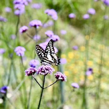 花と虫との投稿画像一覧 Greensnap グリーンスナップ 花と虫との投稿画像一覧 Greensnap グリーンスナップ
