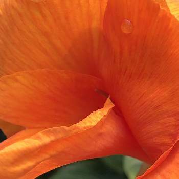 カンナ♪の画像 by まちゃまつさん | 小さな庭とうちのお庭とオレンジ色の花と癒しと自然大好きとはなのある暮らしと緑のある暮らしと斑入り葉っぱと夏色とカンナ♪