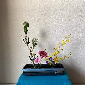 自由花の投稿画像一覧 Greensnap グリーンスナップ