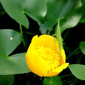 コウホネ,水生植物,黄色い花,花のある暮らし,スイレン科の画像