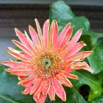 ガーベラの投稿画像一覧 Greensnap グリーンスナップ