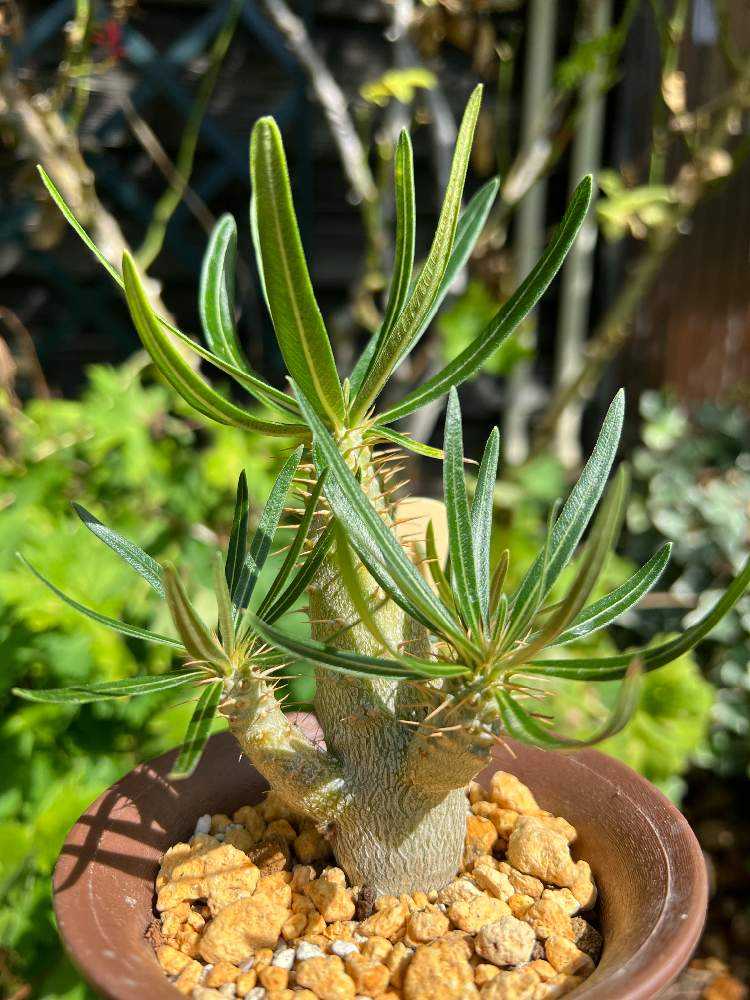 塊根記録🌿｜🍀GreenSnap（グリーンスナップ）