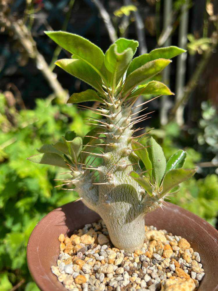 塊根記録🌿｜🍀GreenSnap（グリーンスナップ）