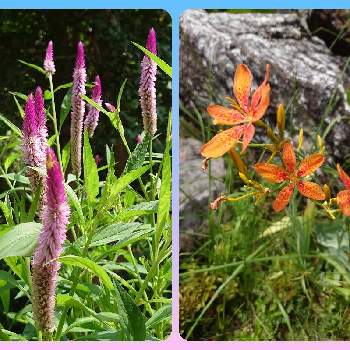 背の高い花の投稿画像一覧 Greensnap グリーンスナップ