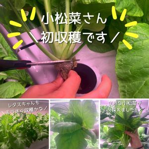 水耕栽培,害虫対策,初収穫,環境に優しい,小松菜 栽培の画像