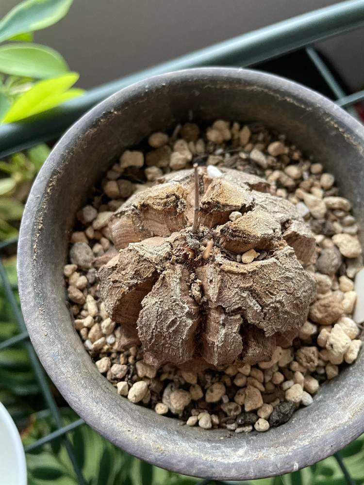 亀甲竜の成長記録&夏越しのための管理方法｜🍀GreenSnap（グリーン
