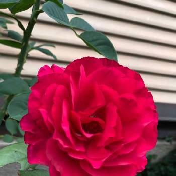 赤い薔薇♡の画像 by 撫子さん | 赤い薔薇♡とバラ　はいからとバラの夏剪定