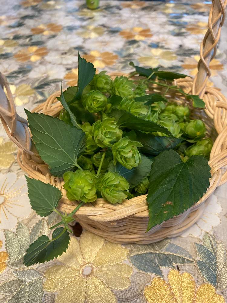 ホップ クリスタル 2年目 Greensnap グリーンスナップ