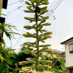 Agave filifera subsp. schidigera,車庫の画像