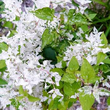 アルテルナンテラ エンジェルレースの投稿画像一覧 Greensnap グリーンスナップ