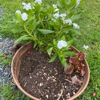 ニチニチソウ,銅葉ニチニチソウ,鉢植え,可愛い,三重県の画像