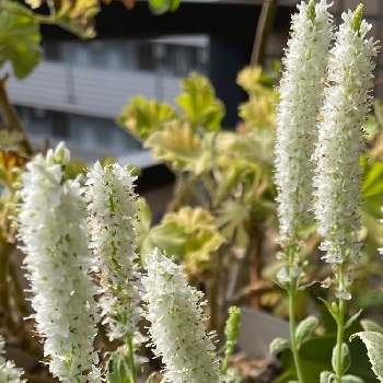 ベロニカ シャーロッテ の投稿画像一覧 Greensnap グリーンスナップ