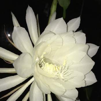 夜に咲く花の投稿画像一覧 Greensnap グリーンスナップ