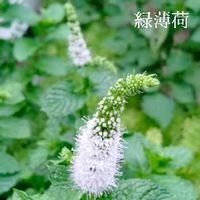 スペアミントの育て方 種まきや苗の栽培方法は 挿し木での増やし方は Greensnap グリーンスナップ