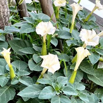 ケチョウセンアサガオ アメリカチョウセンアサガオ の一覧 Greensnap グリーンスナップ