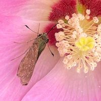 フヨウ,チャバネセセリ,花壇,ガーデニング,庭木の画像