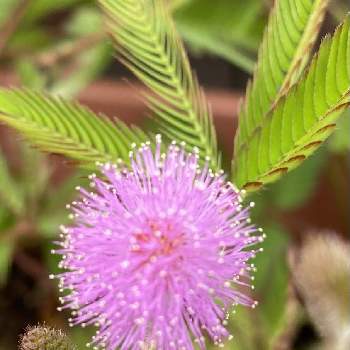 動く植物の投稿画像一覧 Greensnap グリーンスナップ