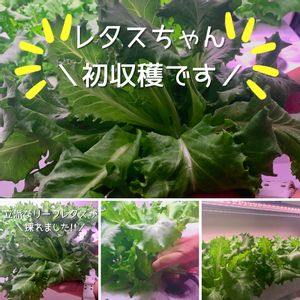 水耕栽培,害虫対策,初収穫,野菜 水耕栽培,環境に優しいの画像