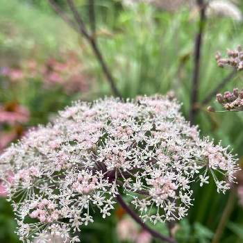 アンジェリカの投稿画像一覧 Greensnap グリーンスナップ