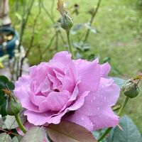 バラ シャルル・ド・ゴール,芝生,テラスの画像