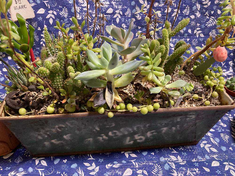 サボテン寄せ植え（大） | 奇木怪塊