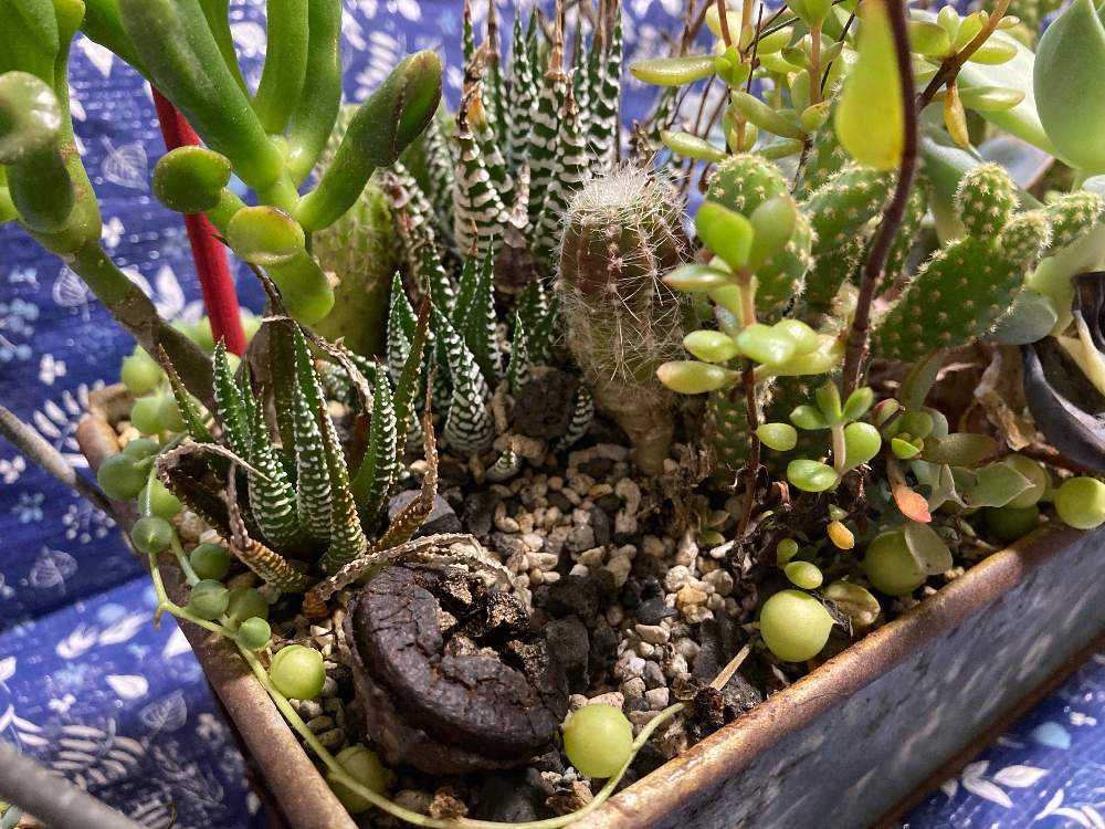 夏バテした鉢の寄せ直し🌵猛暑でも元気なサボテンを使おう
