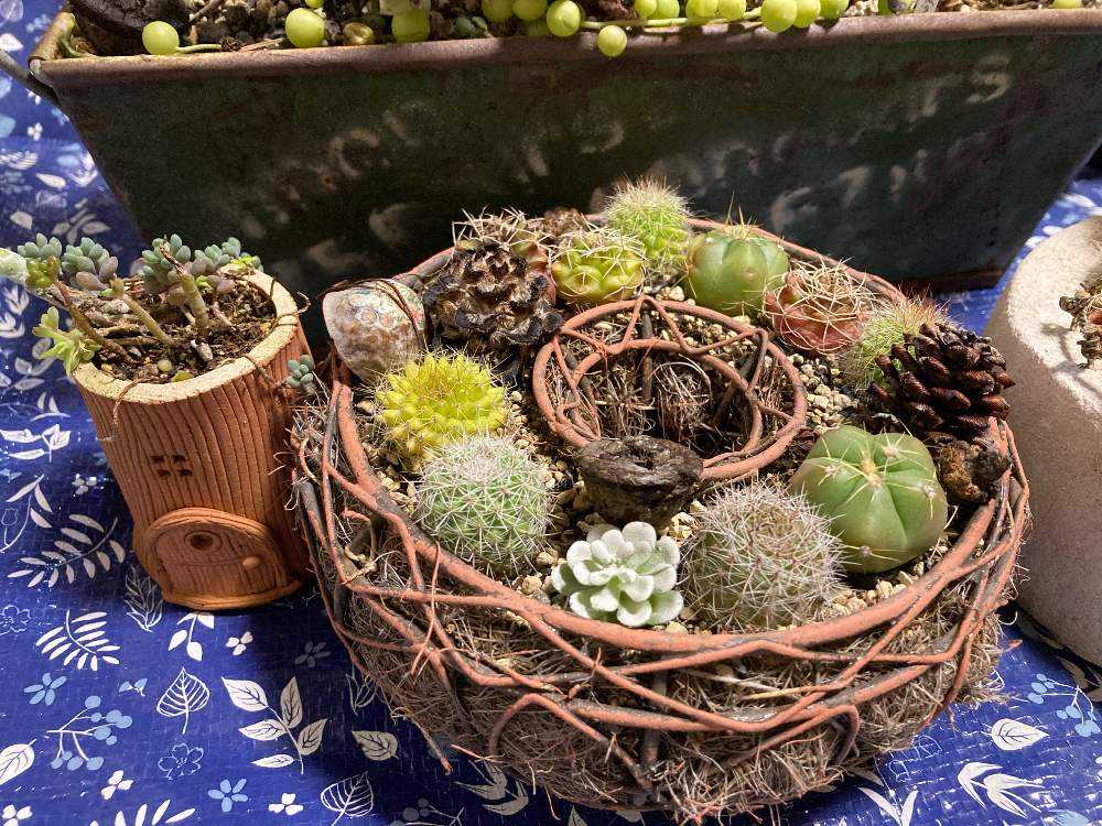 楽天市場】多肉とサボテンの寄せ植え ホワイトクリスマス 鉢花