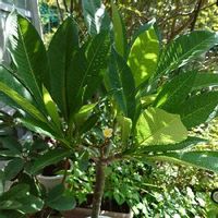 シャクナゲ 石楠花 の育て方 剪定の時期や切る枝は 芽かきや挿し木の方法は Greensnap グリーンスナップ