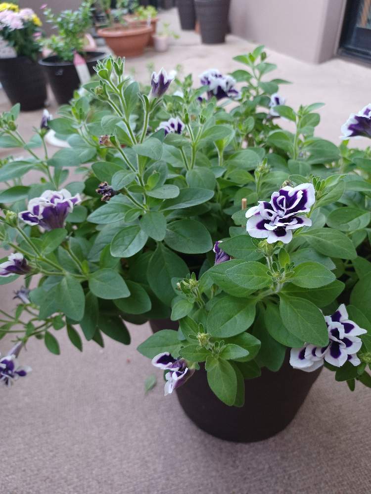 ペチュニア 花衣 藍染の投稿画像 By 柚子マカロンさん バルコニー ベランダとベランダガーデニングとお気に入り とペチュニア とベランダガーデニングとお気に入り とペチュニア 22月8月30日 Greensnap グリーンスナップ Greensnap グリーンスナップ ペチュニア 花衣 藍染の投稿画像 By 柚子マカロンさん バルコニー ベランダとベランダガーデニングとお気に入り とペチュニア とベランダガーデニングとお気に入り とペチュニア 22月8月30日 Greensnap グリーンスナップ Greensnap グリーンスナップ