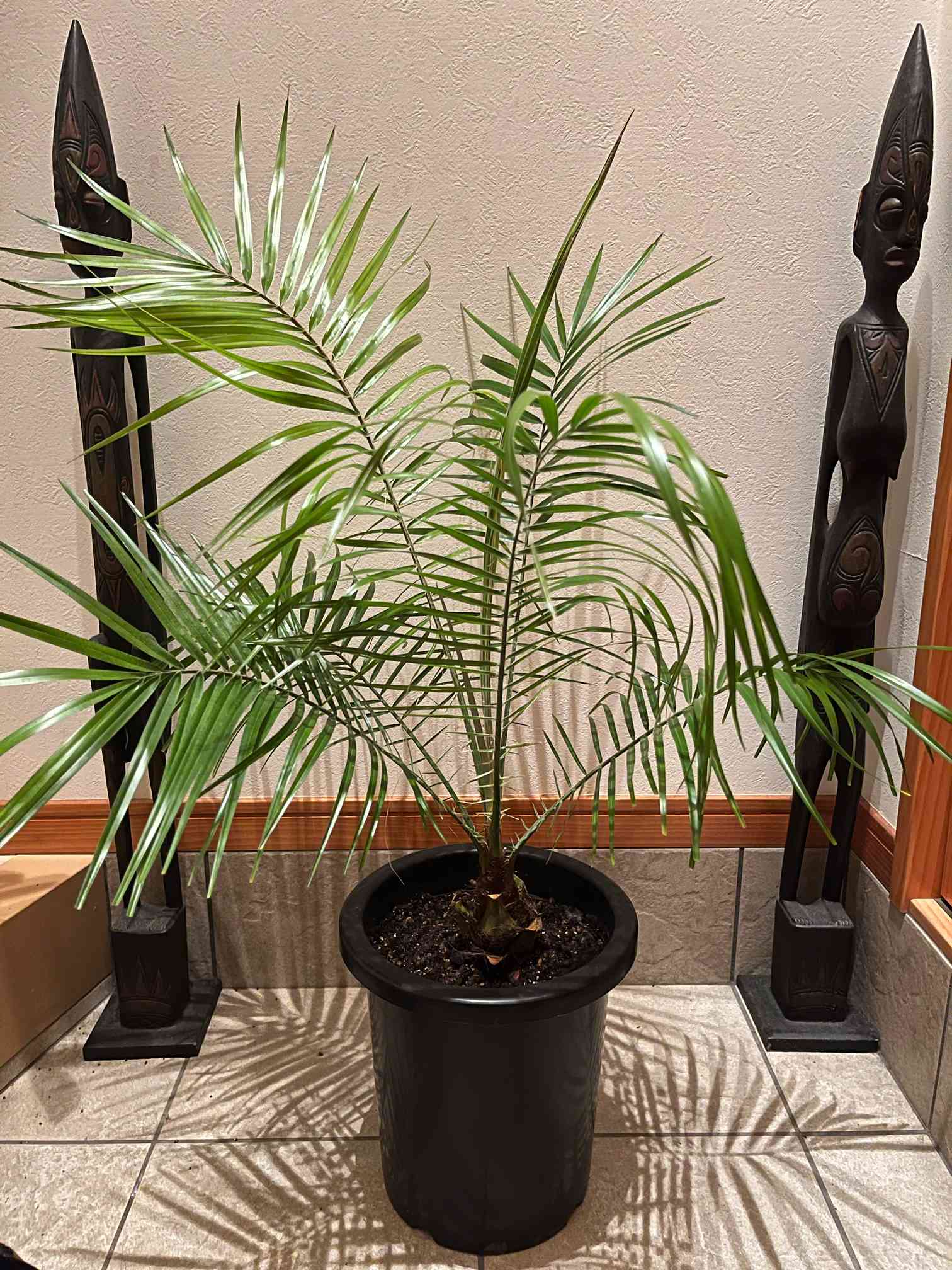 Phoenix rupicolaの一覧｜🍀GreenSnap（グリーンスナップ）